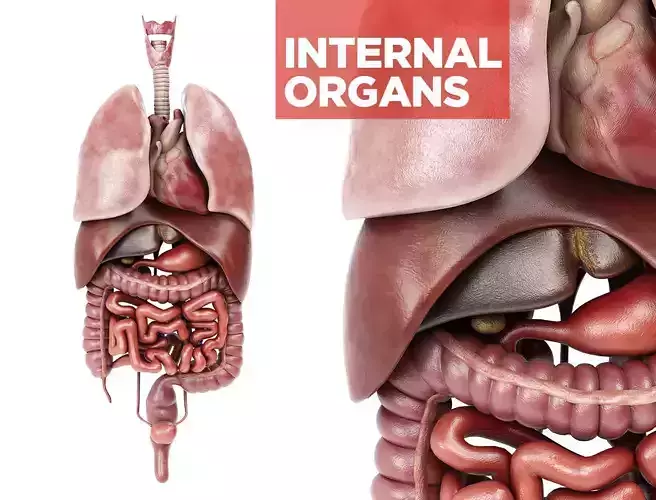 Internal organs - anatomical model with 4K textures 3D model