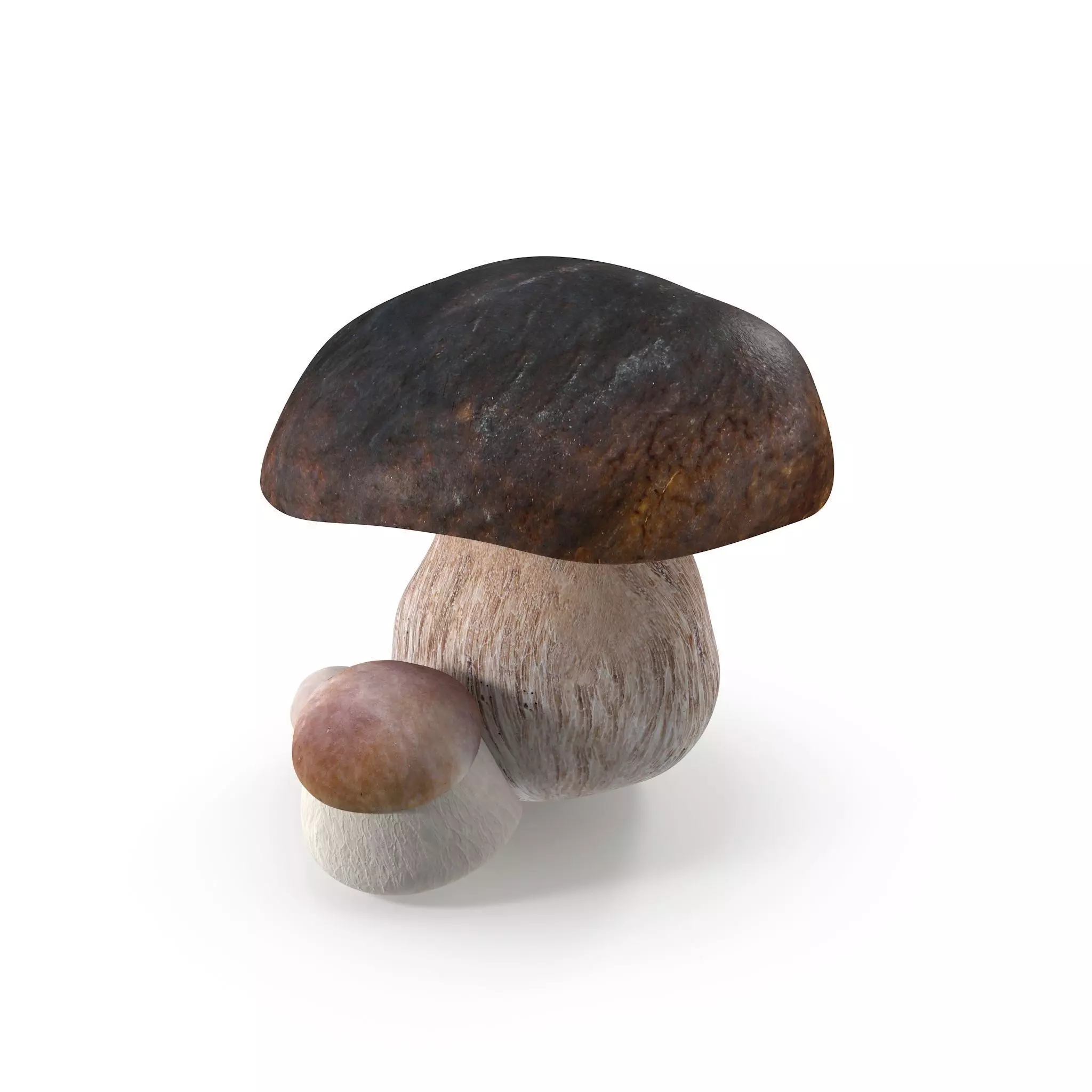 Boletus Edulis Low-poly 3D model_0