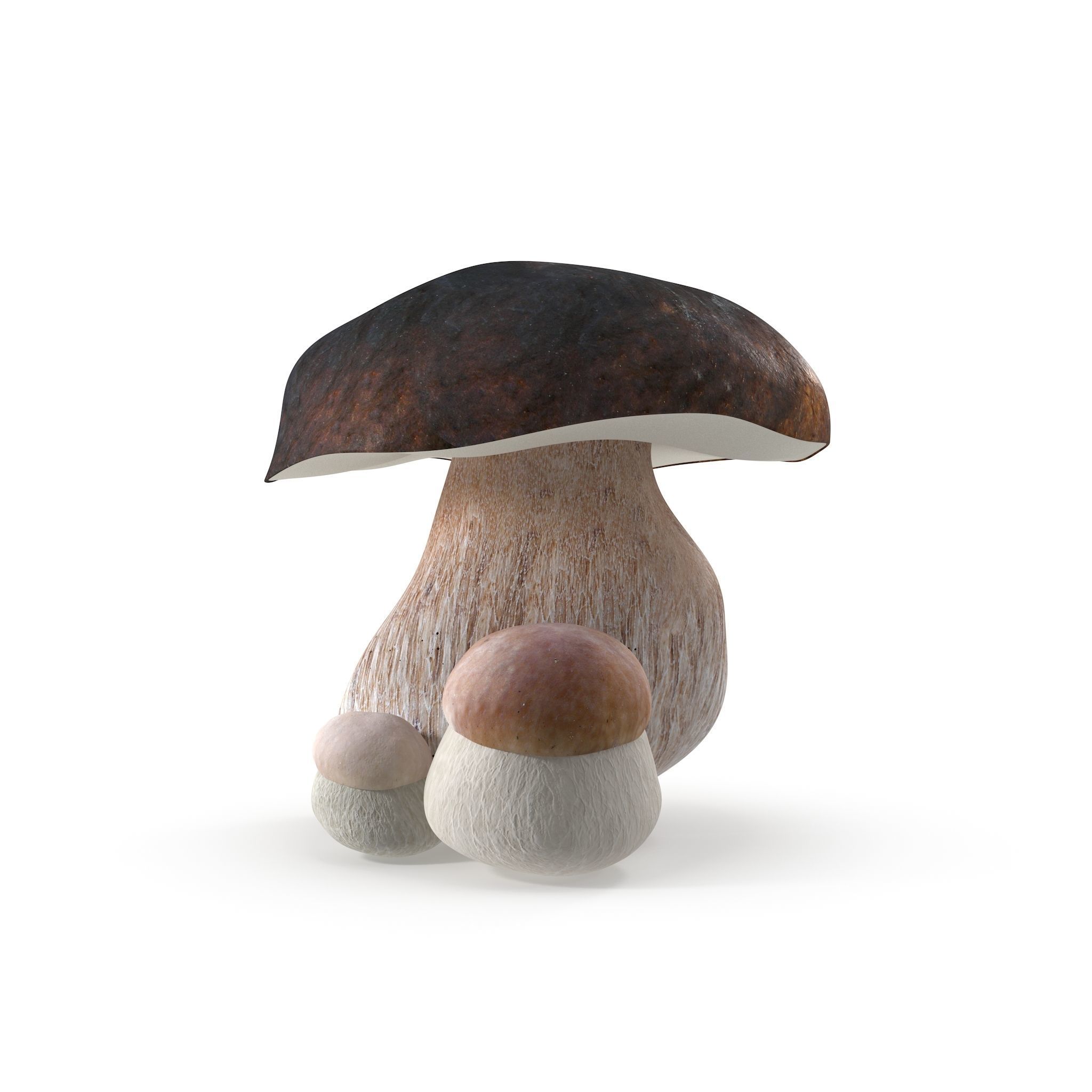 Boletus Edulis Low-poly 3D model_5