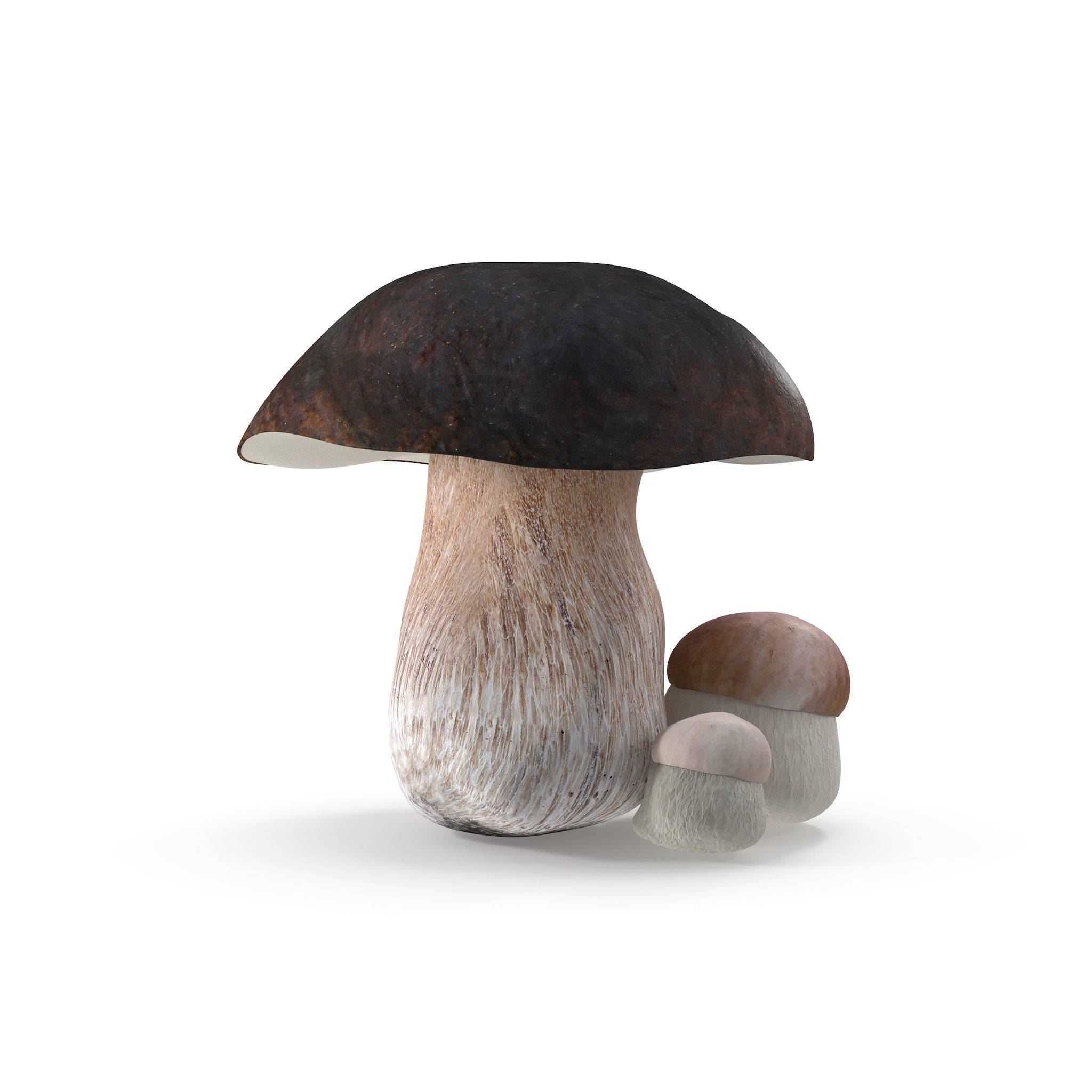 Boletus Edulis Low-poly 3D model_8