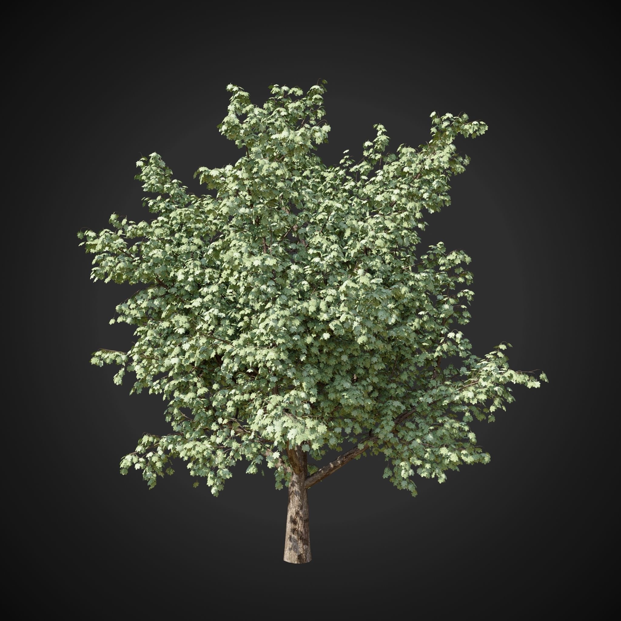 Maple tree 2 3D model_13