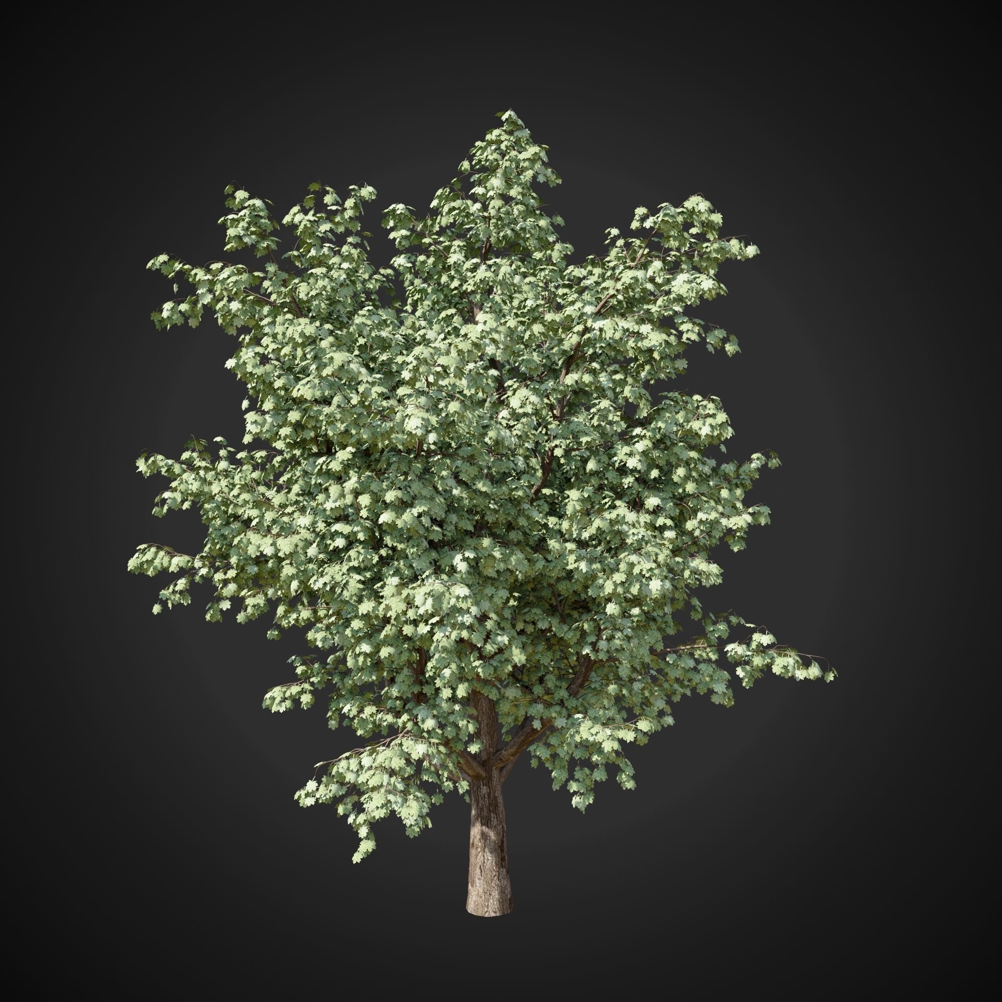 Maple tree 2 3D model_11