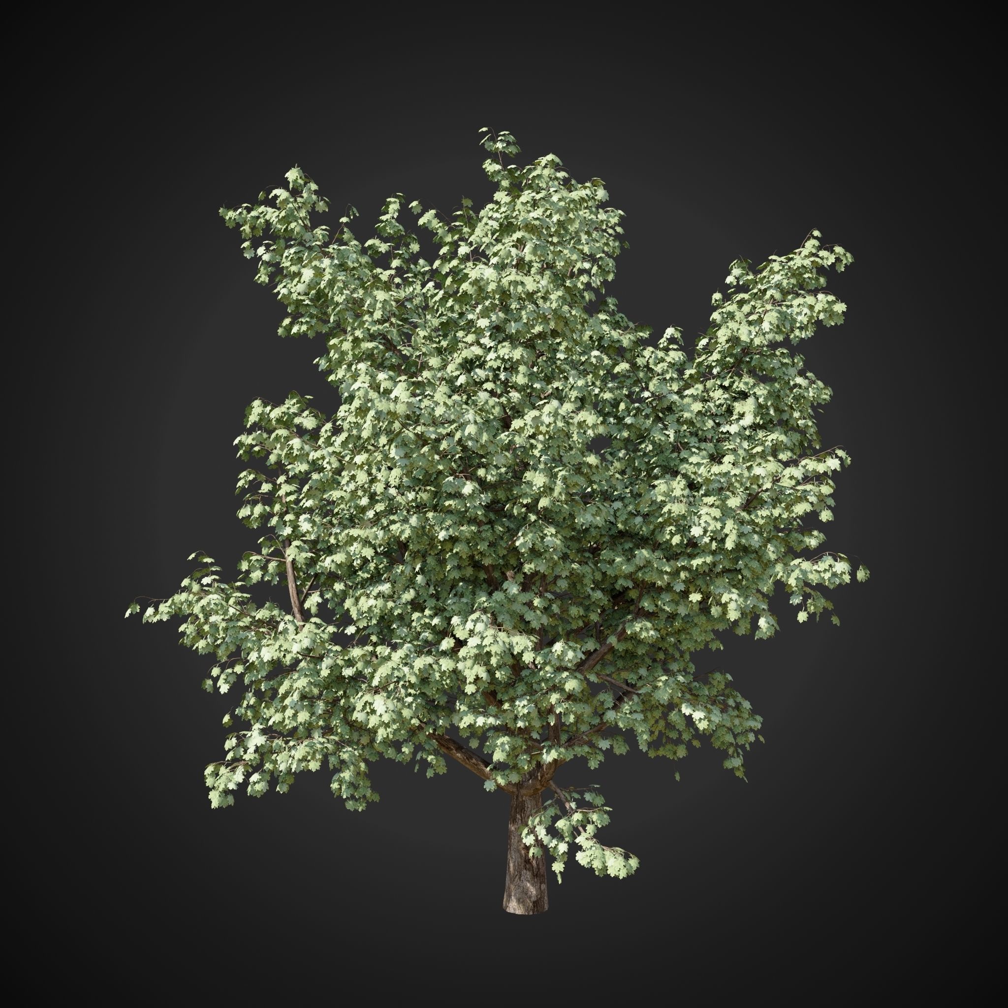 Maple tree 2 3D model_7