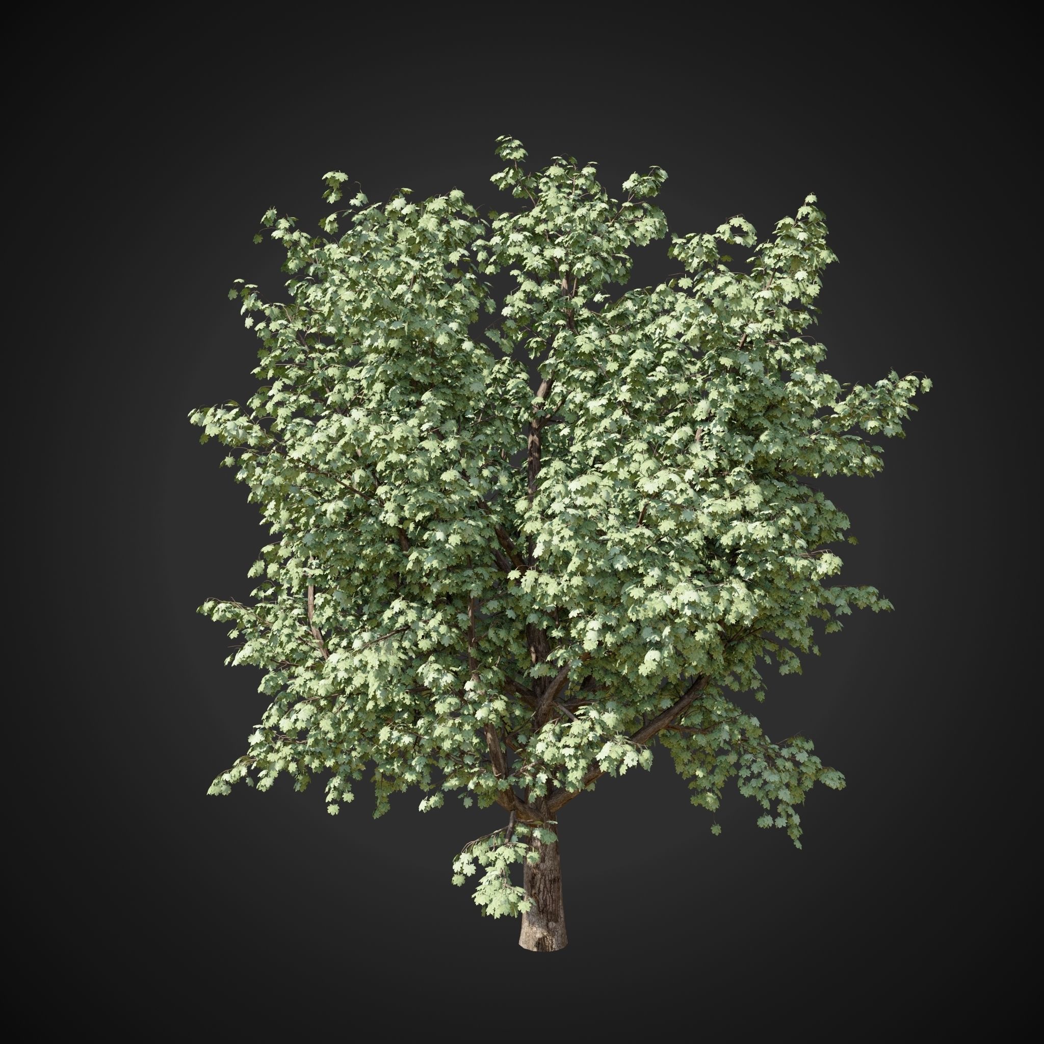 Maple tree 2 3D model_8