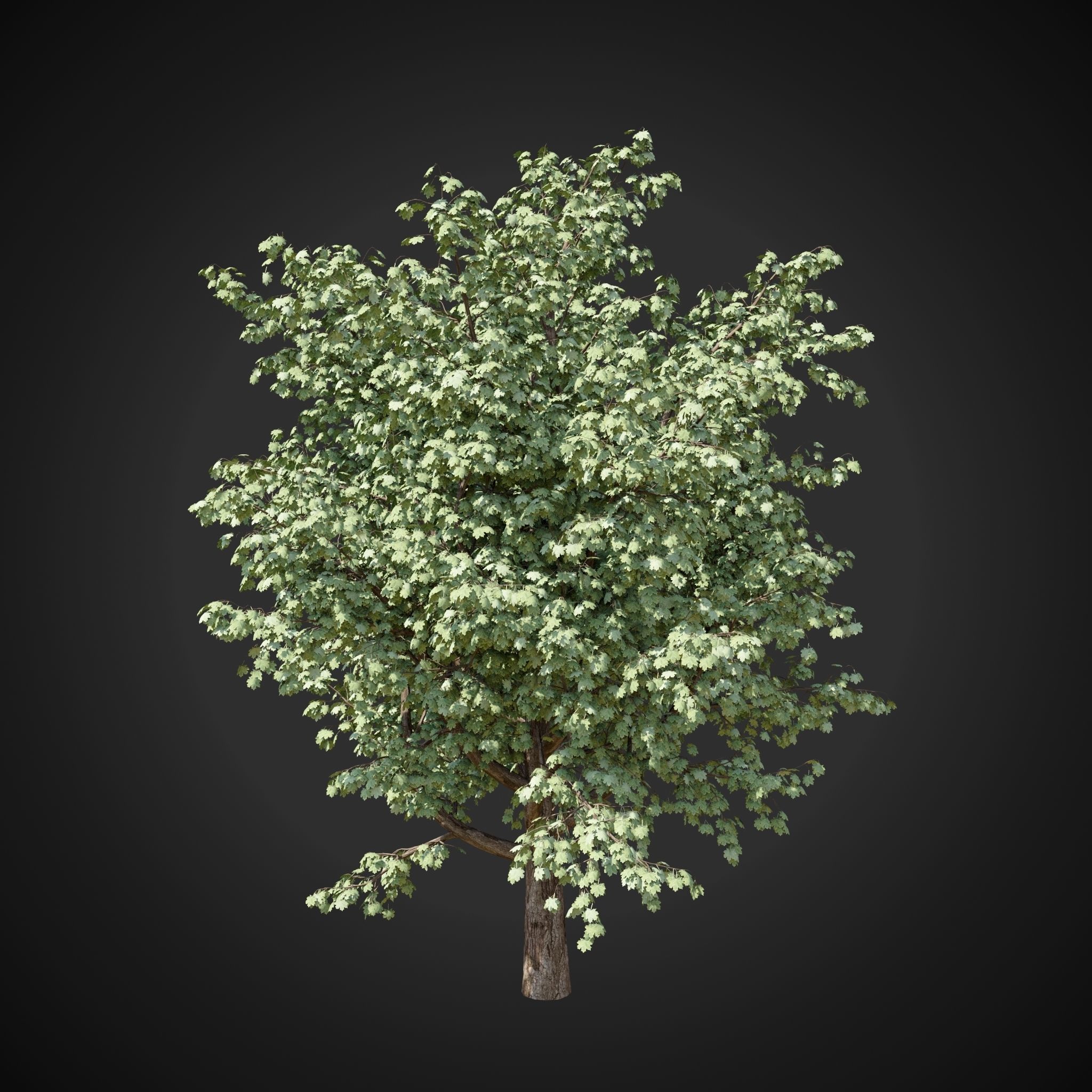 Maple tree 2 3D model_10