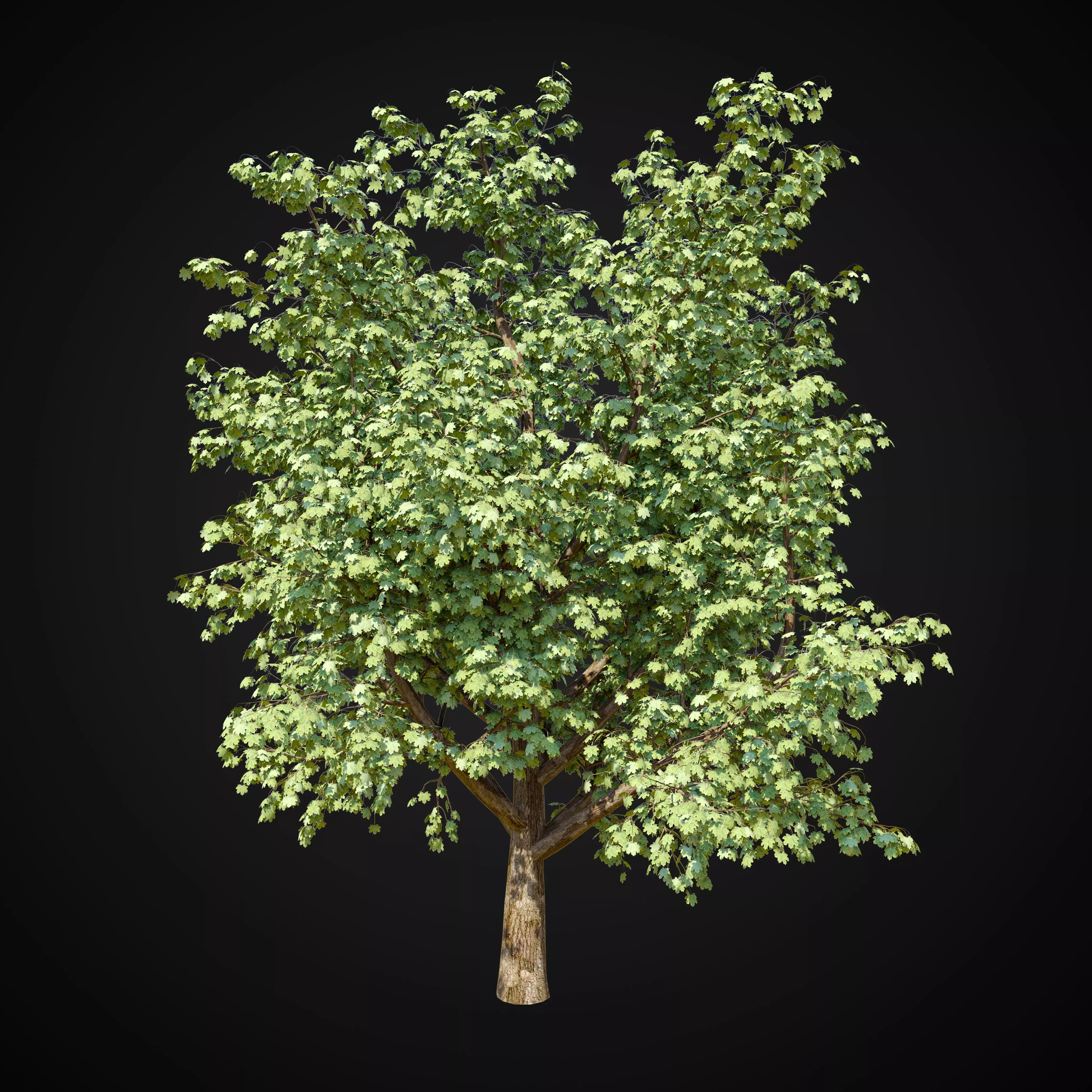 Maple tree 2 3D model_0