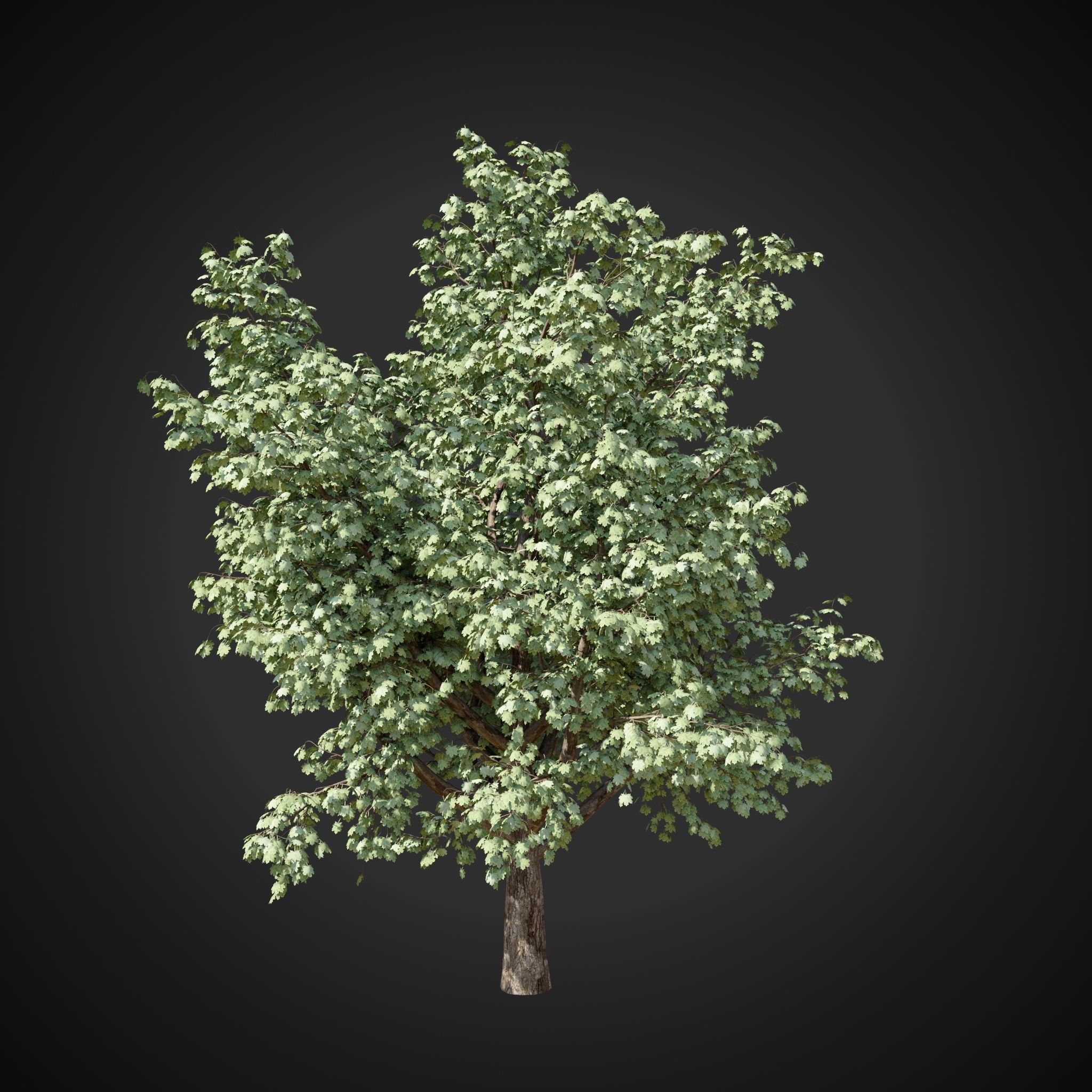 Maple tree 2 3D model_12