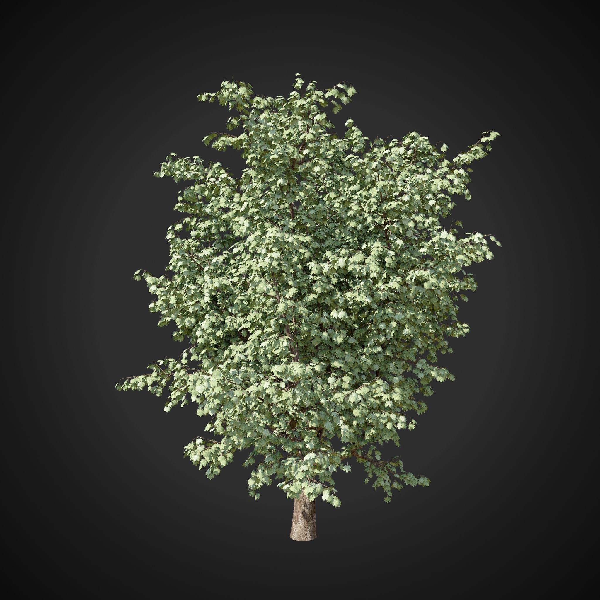 Maple tree 2 3D model_5