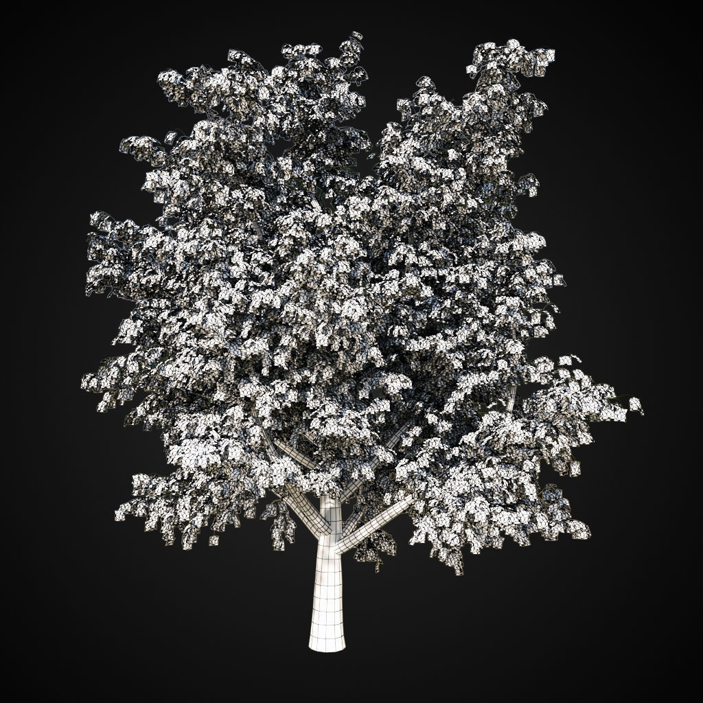 Maple tree 2 3D model_3