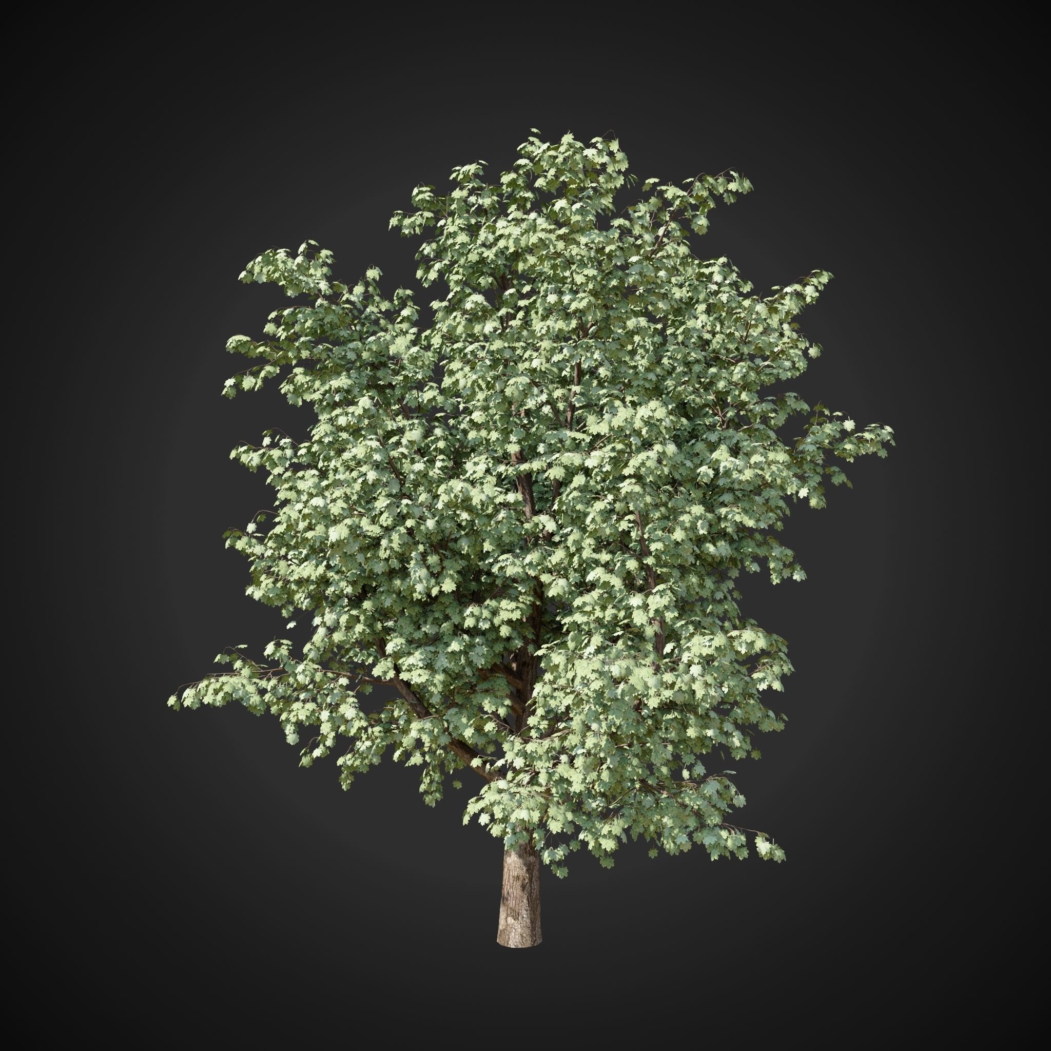 Maple tree 2 3D model_4