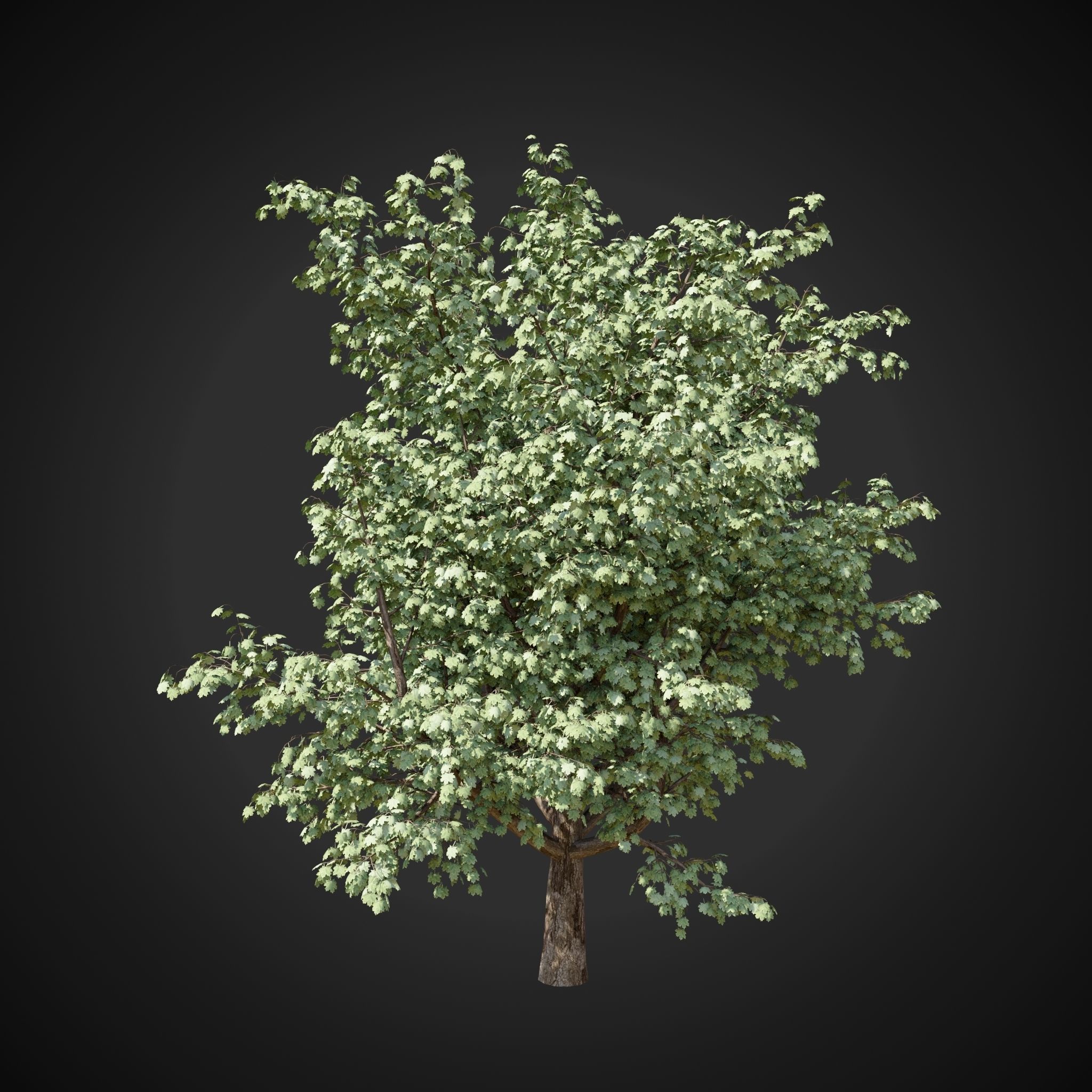Maple tree 2 3D model_6
