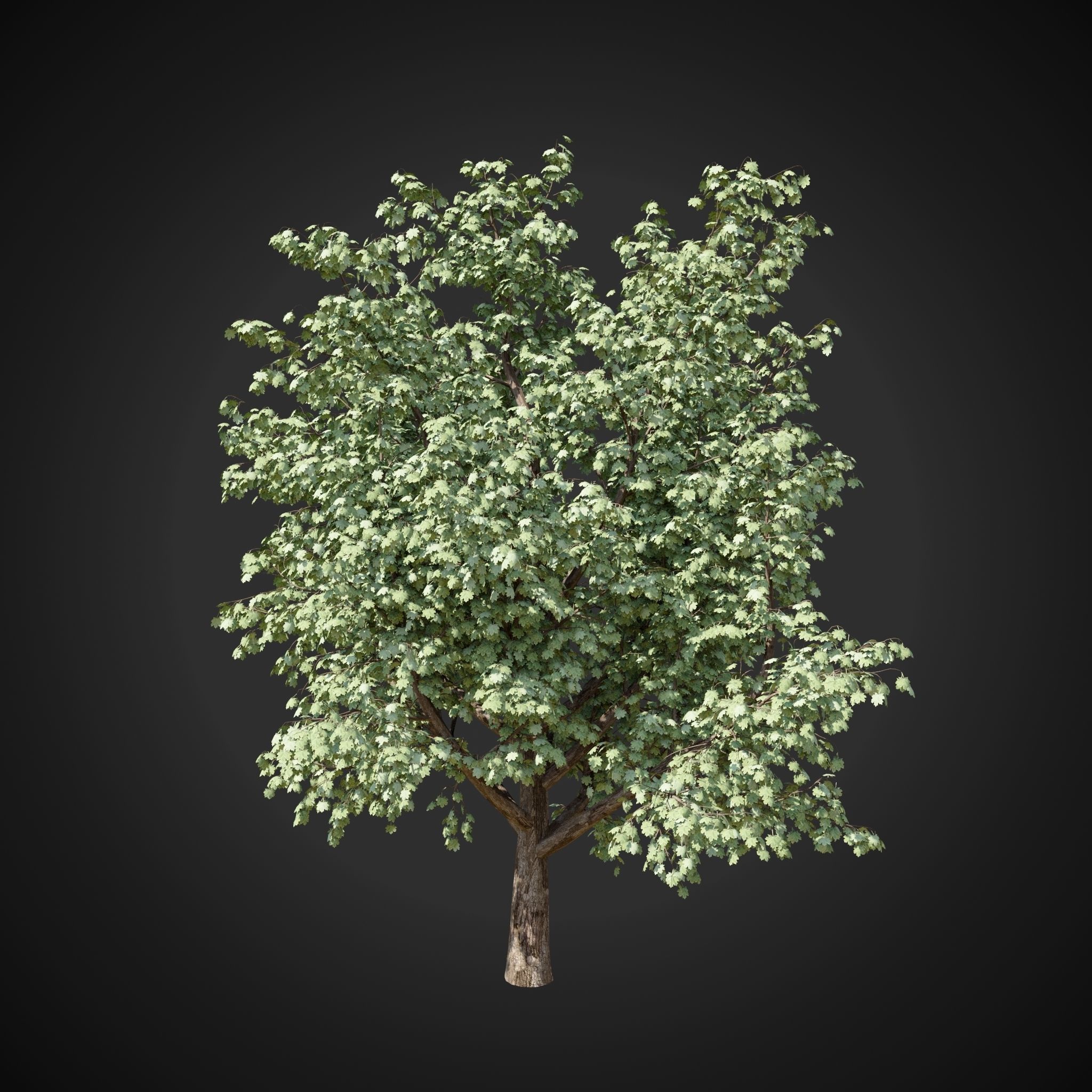 Maple tree 2 3D model_14