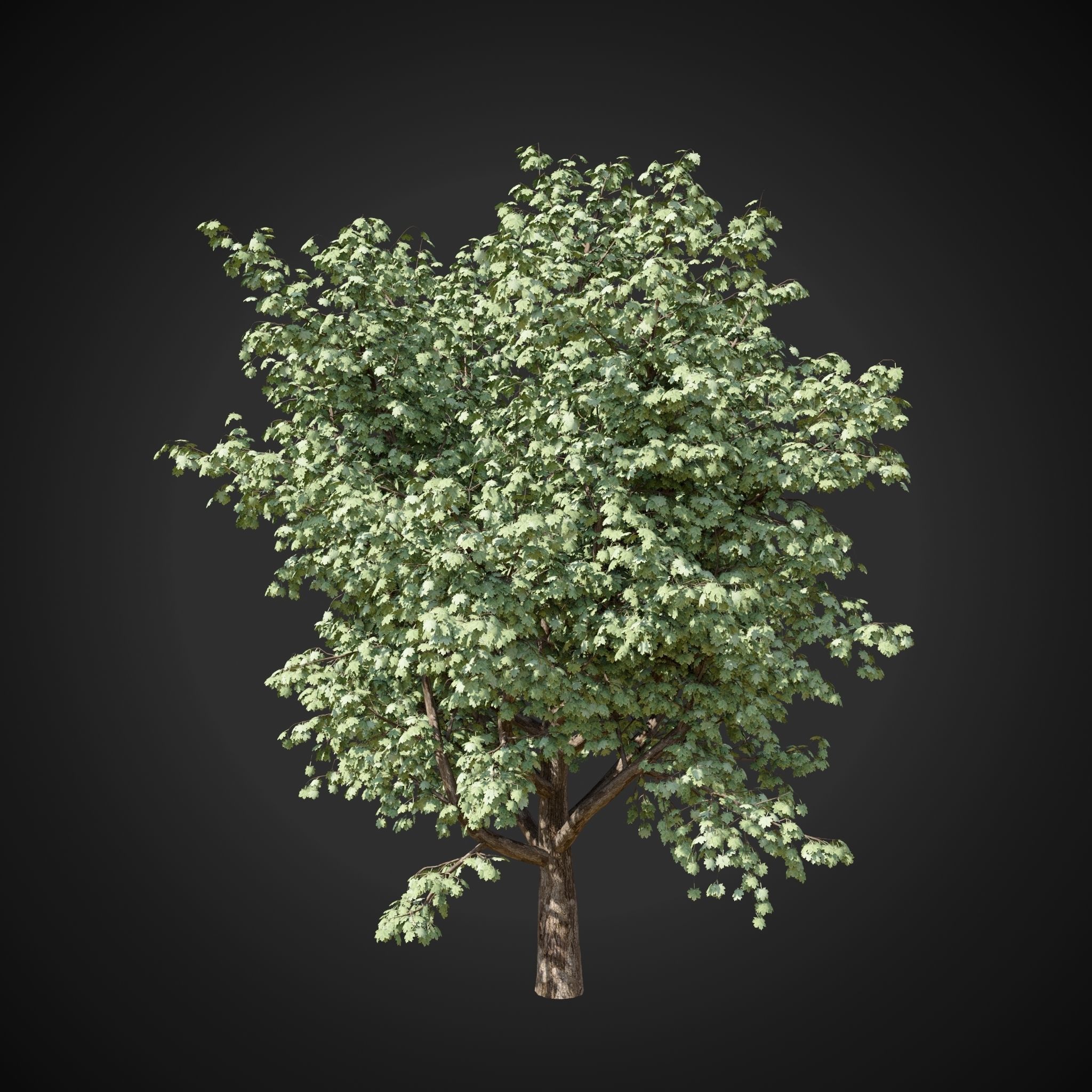 Maple tree 2 3D model_9