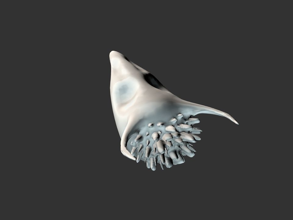 Beak Ox Skull for 3D print 3D print model_11