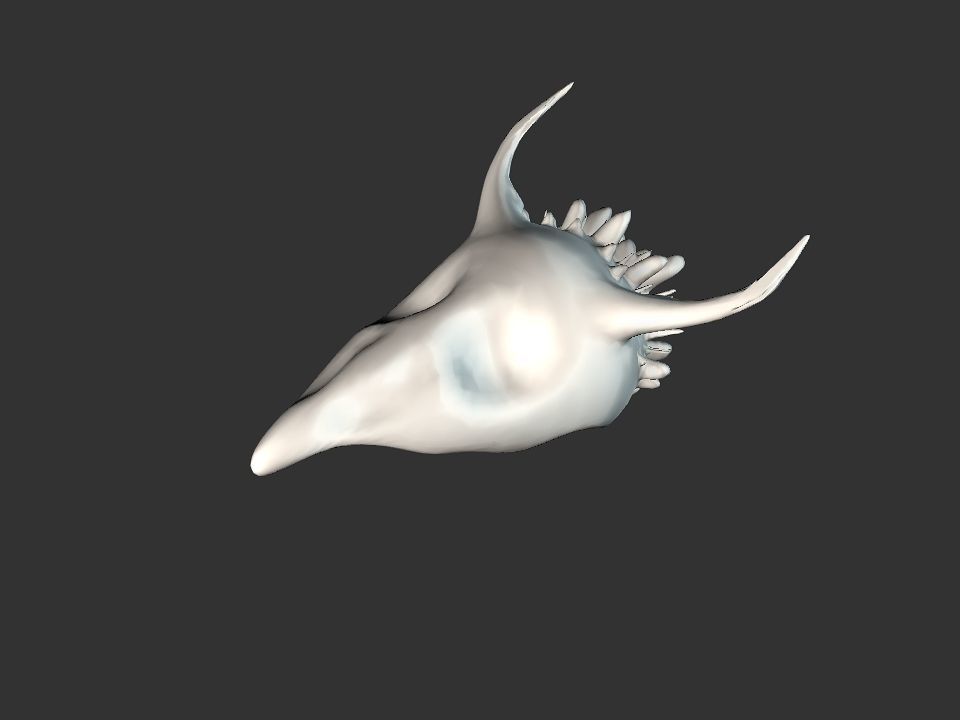 Beak Ox Skull for 3D print 3D print model_3