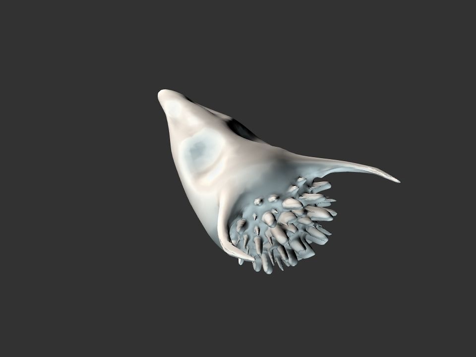 Beak Ox Skull for 3D print 3D print model_10