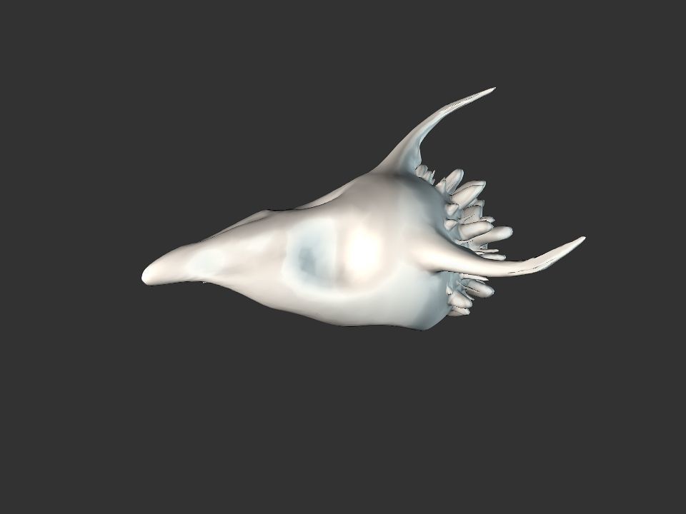 Beak Ox Skull for 3D print 3D print model_5