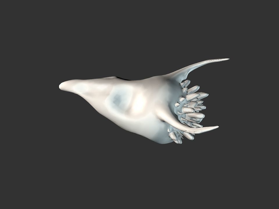 Beak Ox Skull for 3D print 3D print model_8