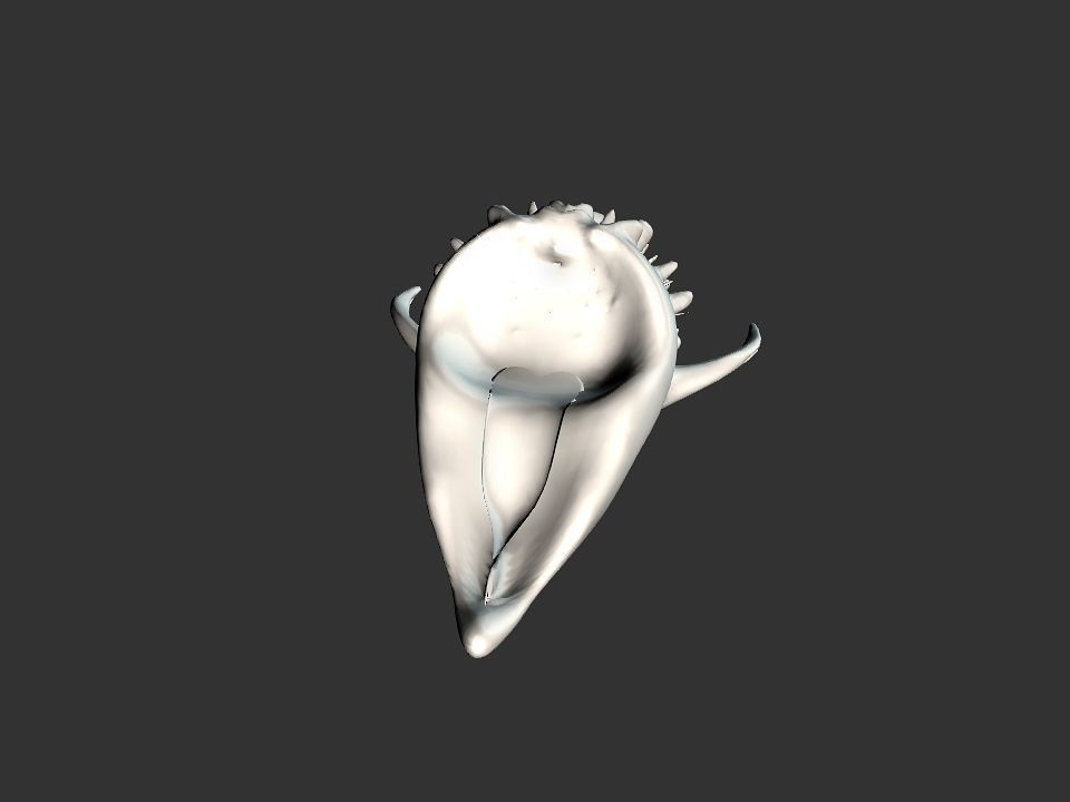 Beak Ox Skull for 3D print 3D print model_33