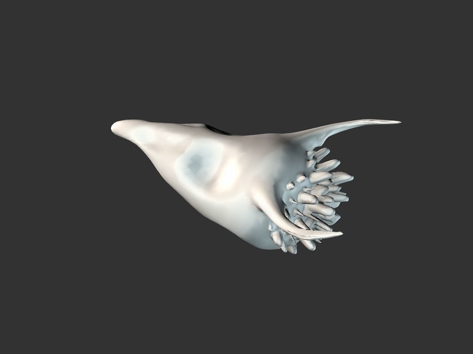 Beak Ox Skull for 3D print 3D print model_7