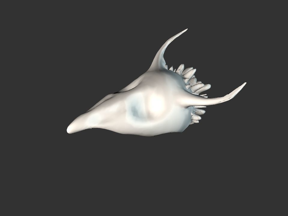 Beak Ox Skull for 3D print 3D print model_4