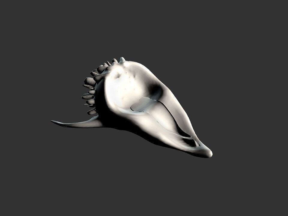 Beak Ox Skull for 3D print 3D print model_41