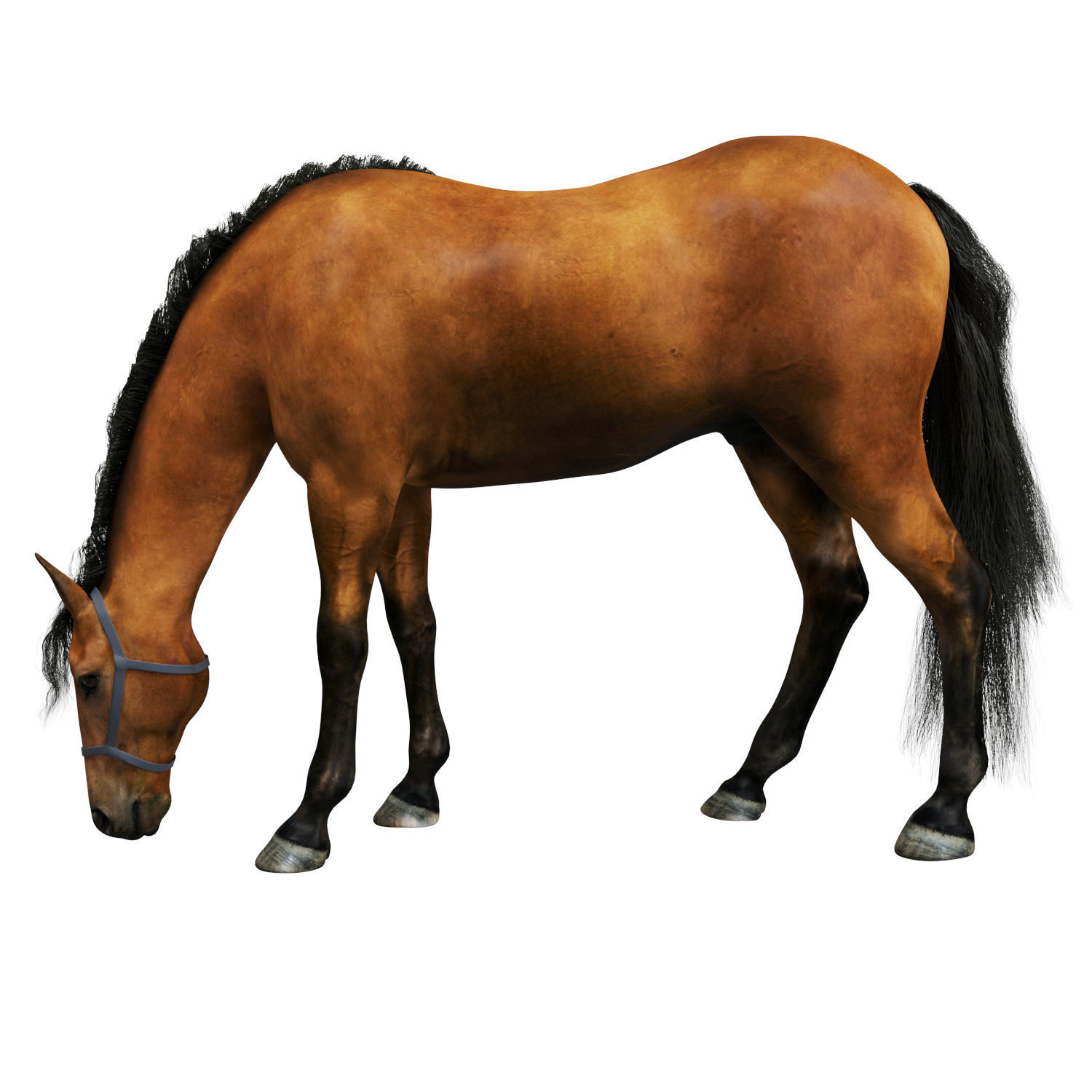 Horse grazing 3D model_1