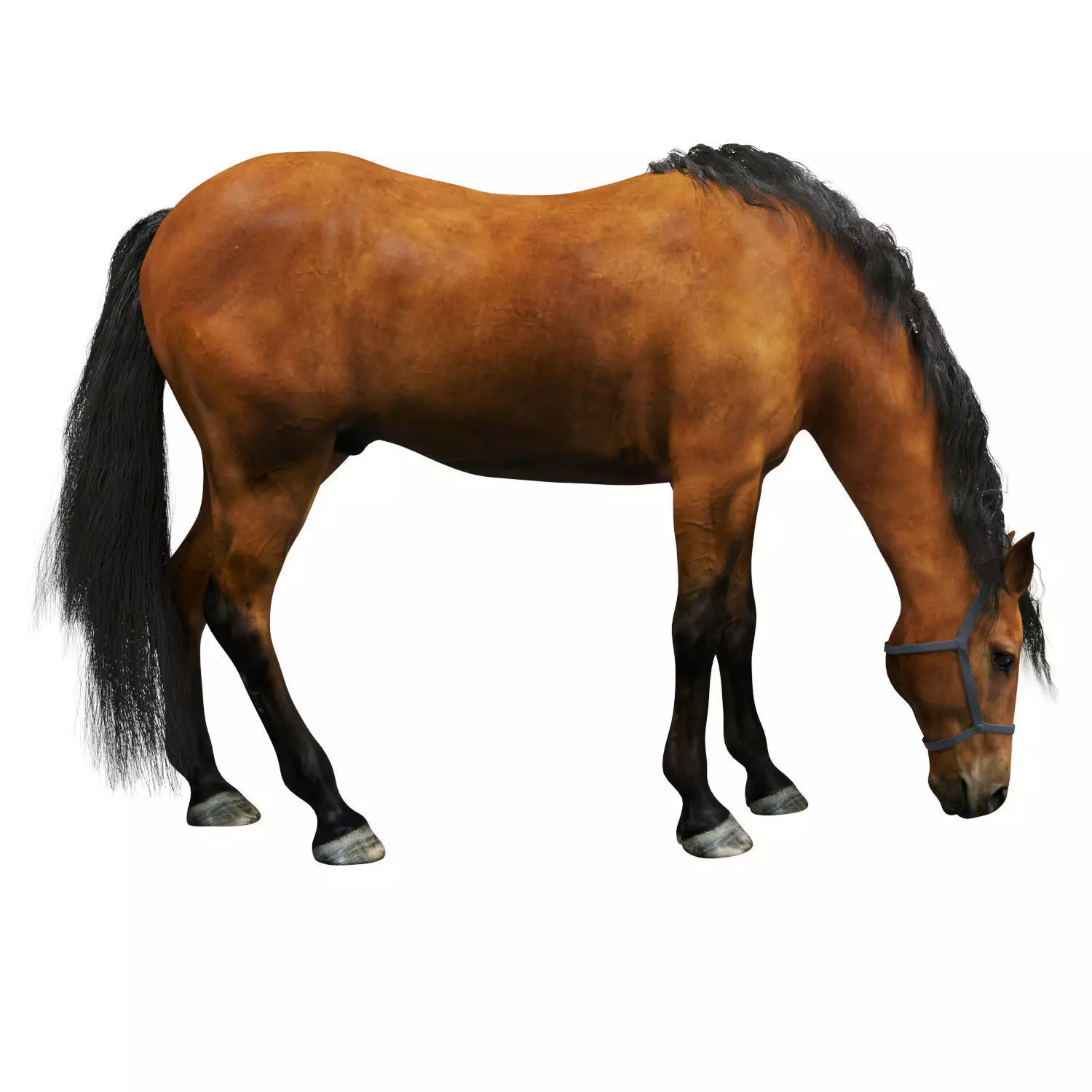 Horse grazing 3D model_0