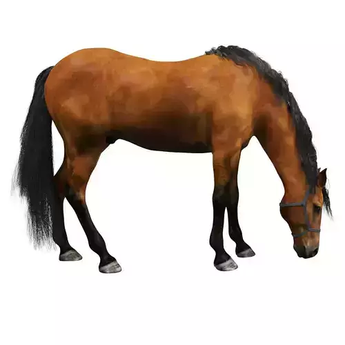 Horse grazing 3D model