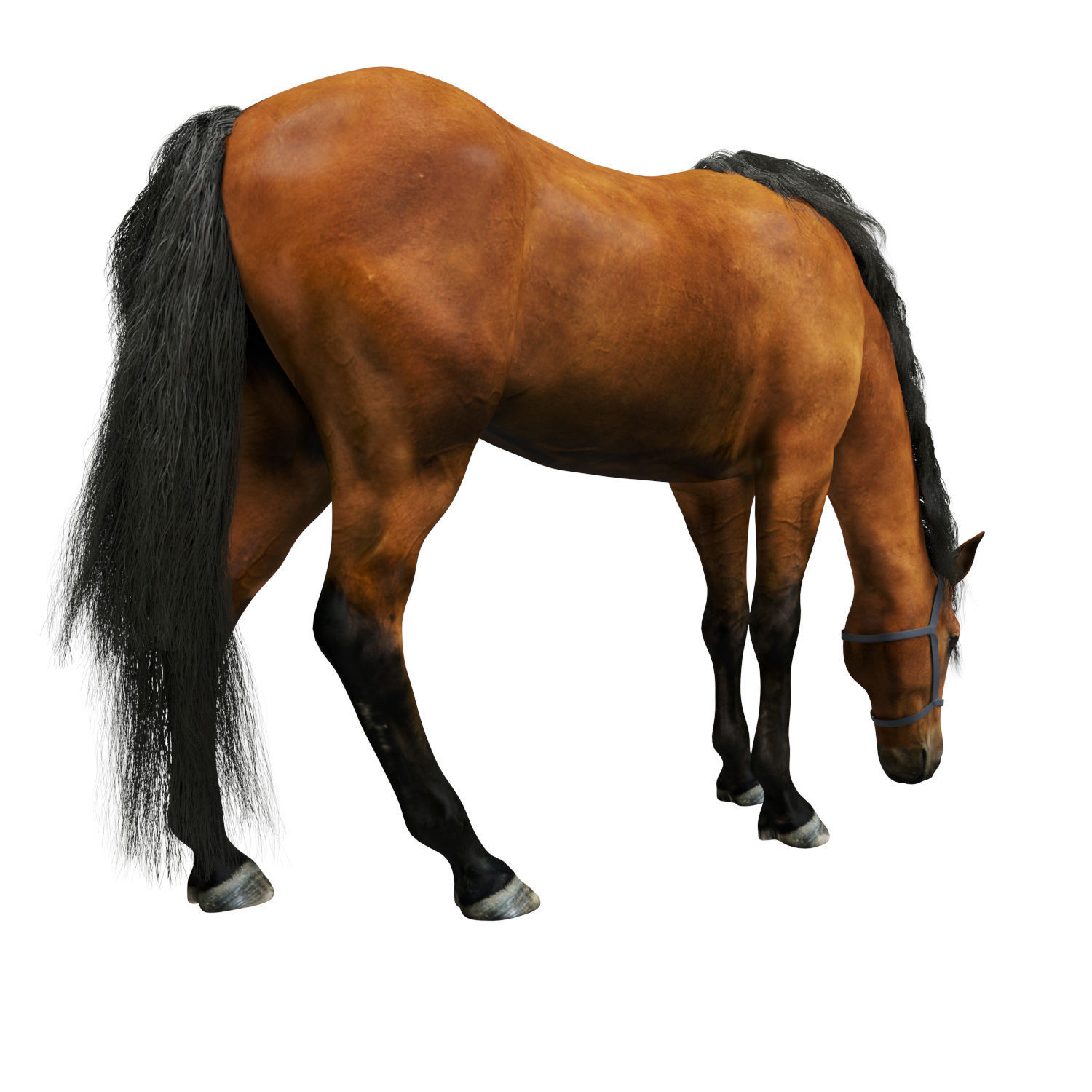 Horse grazing 3D model_3