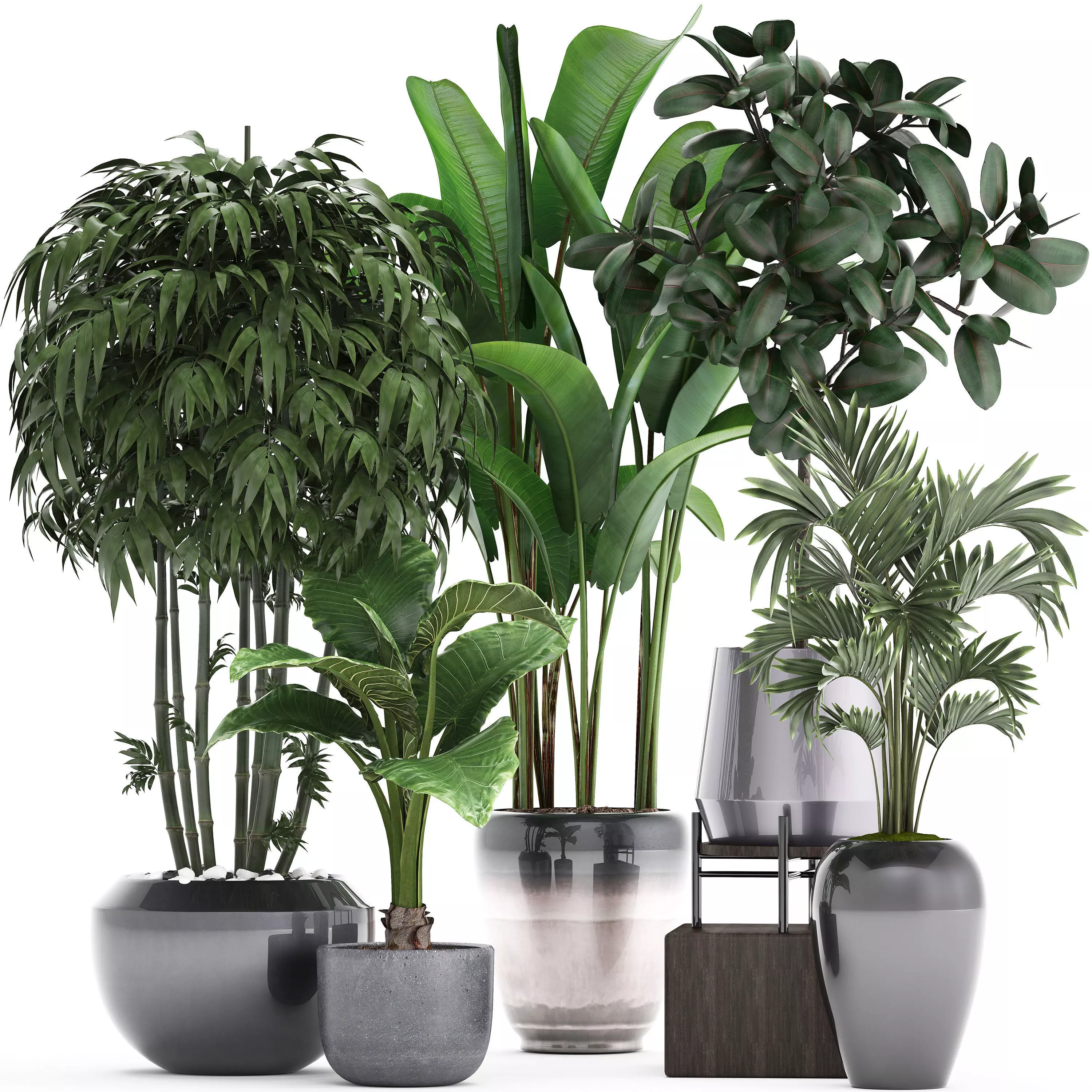 Collection of Exotic plants 3D model