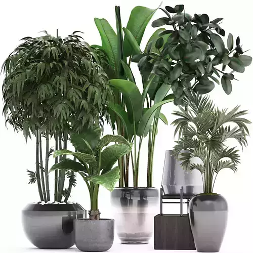 Collection of Exotic plants