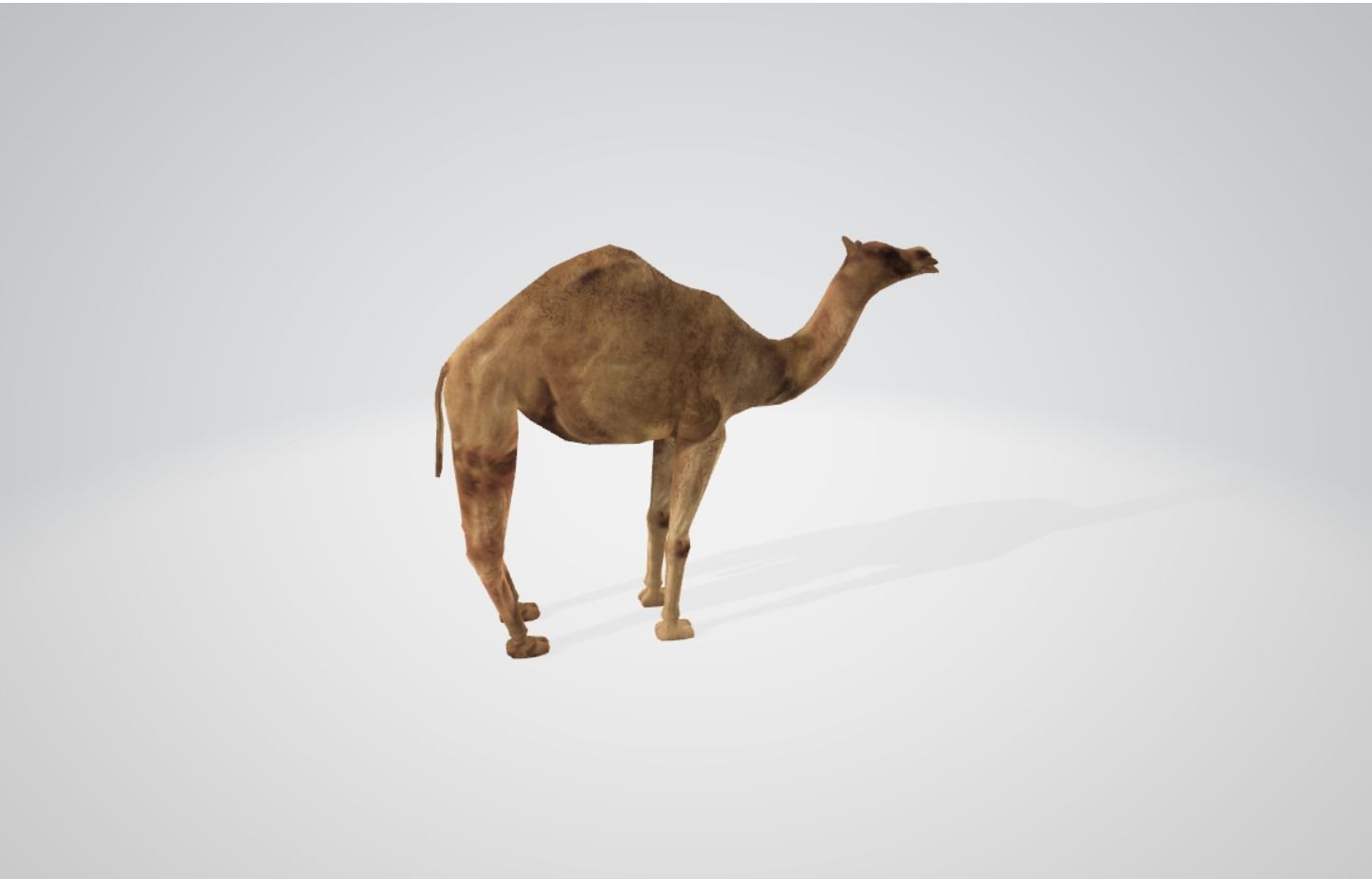 Camel Low-poly 3D model_8