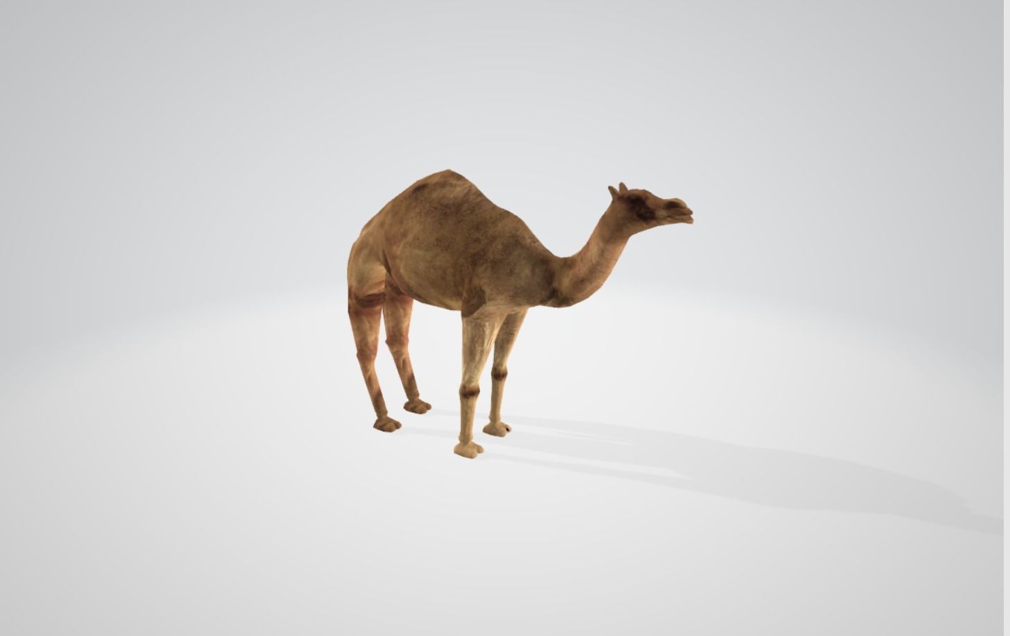 Camel Low-poly 3D model_7