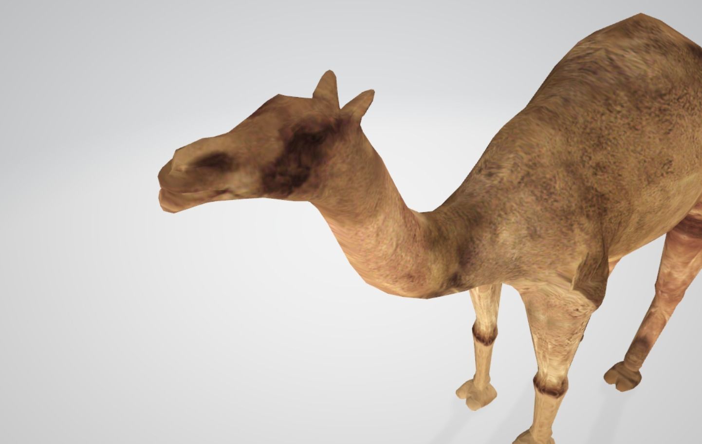 Camel Low-poly 3D model_12