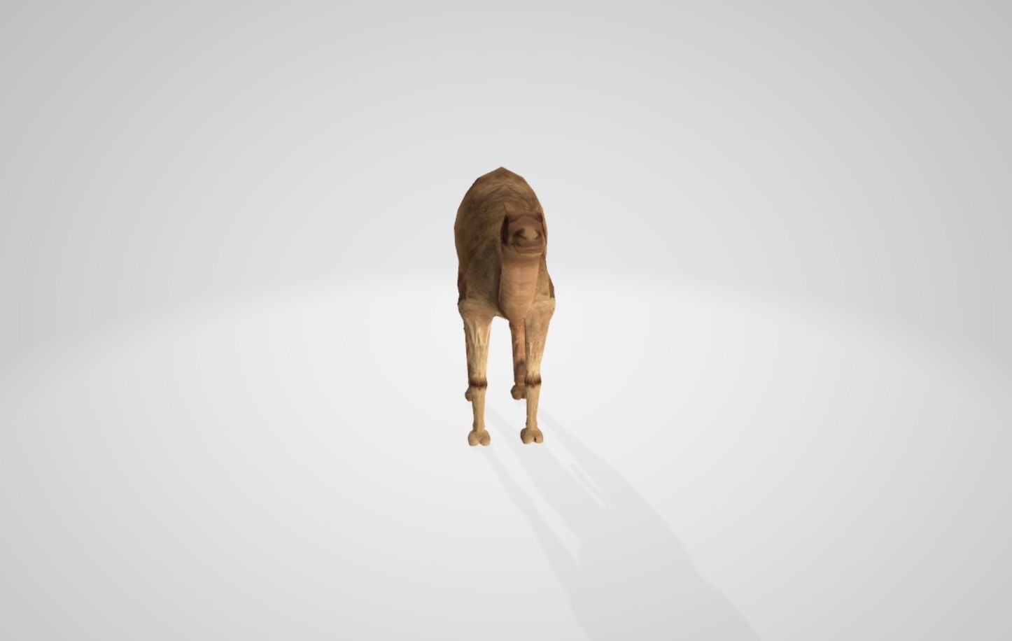 Camel Low-poly 3D model_6