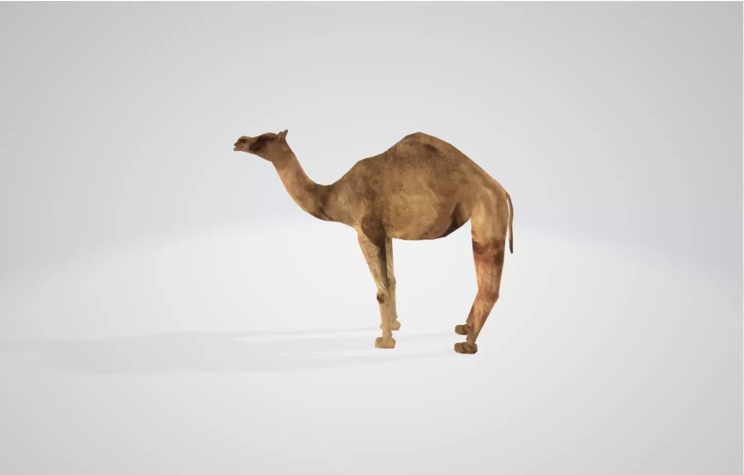 Camel Low-poly 3D model_0