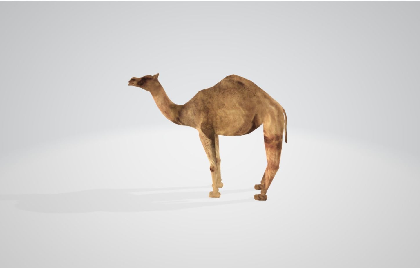Camel Low-poly 3D model_10