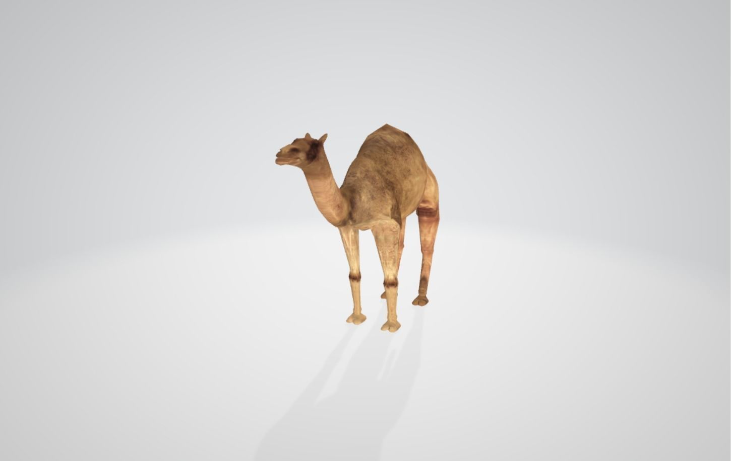 Camel Low-poly 3D model_11