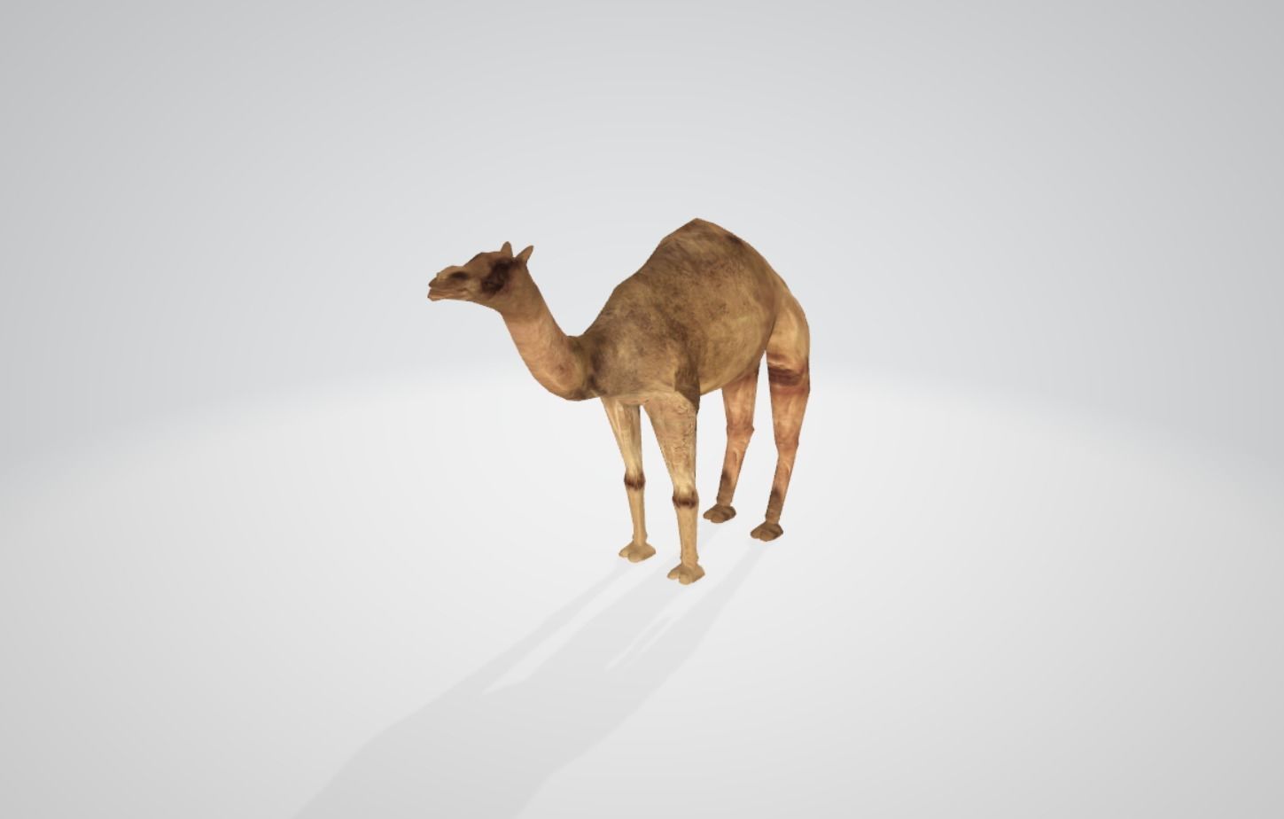 Camel Low-poly 3D model_5