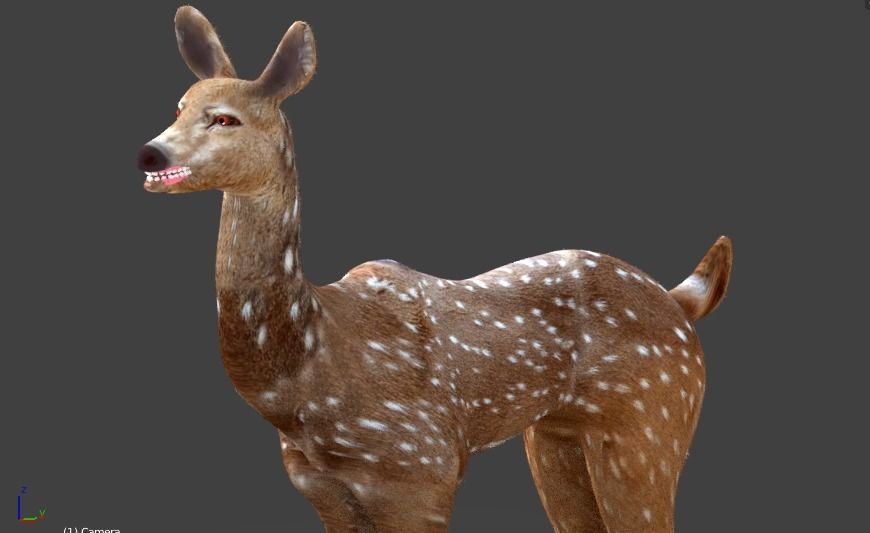 axis deer 3D model_9