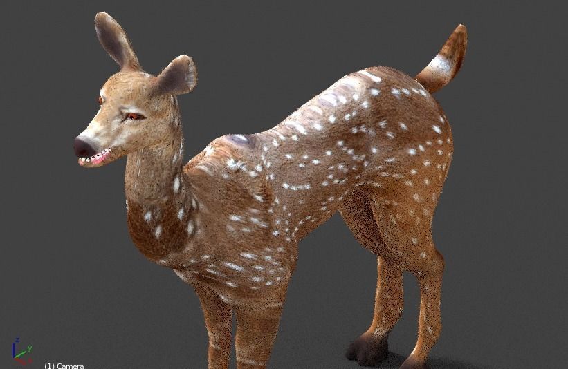 axis deer 3D model_2