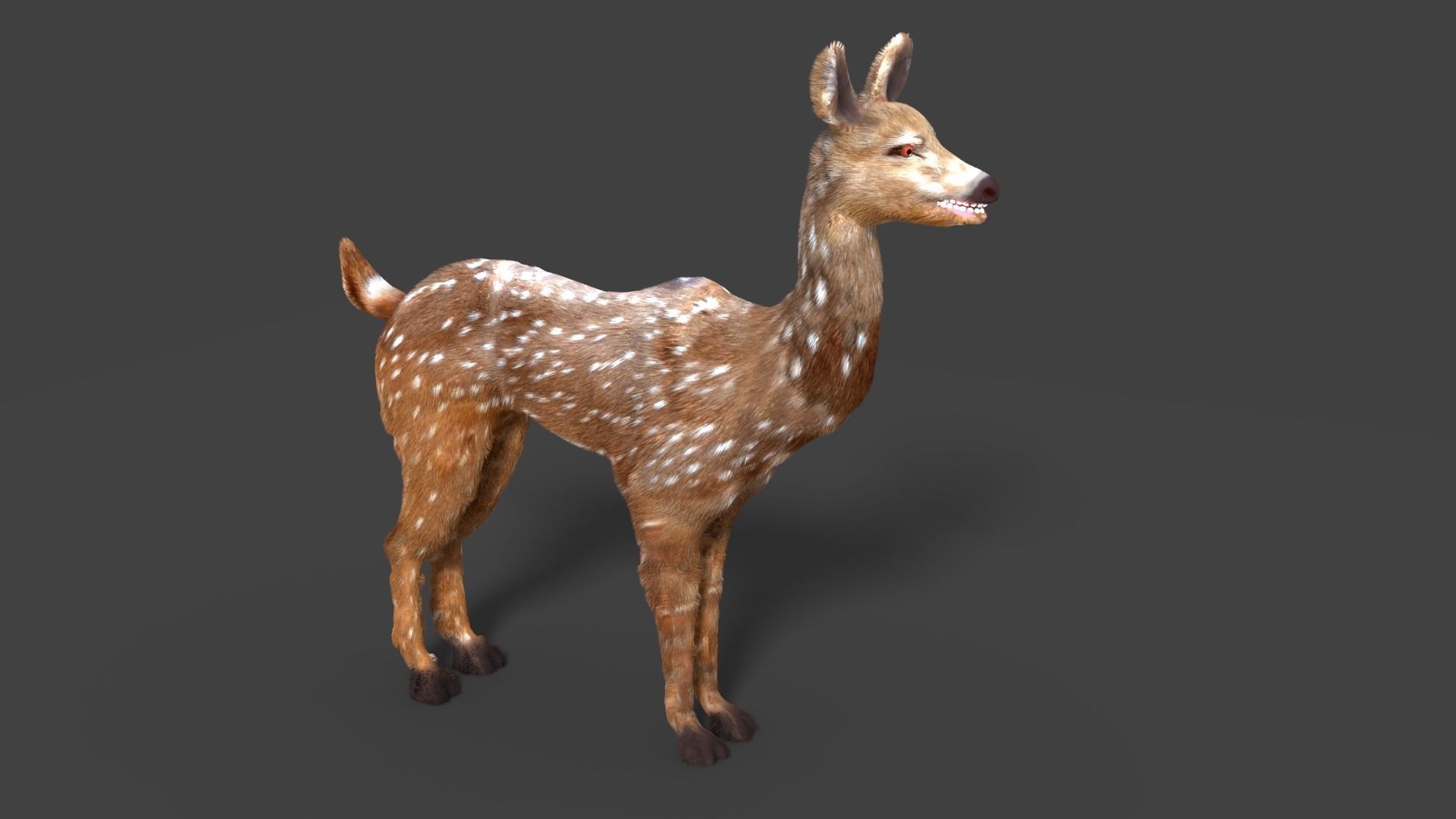 axis deer 3D model_12