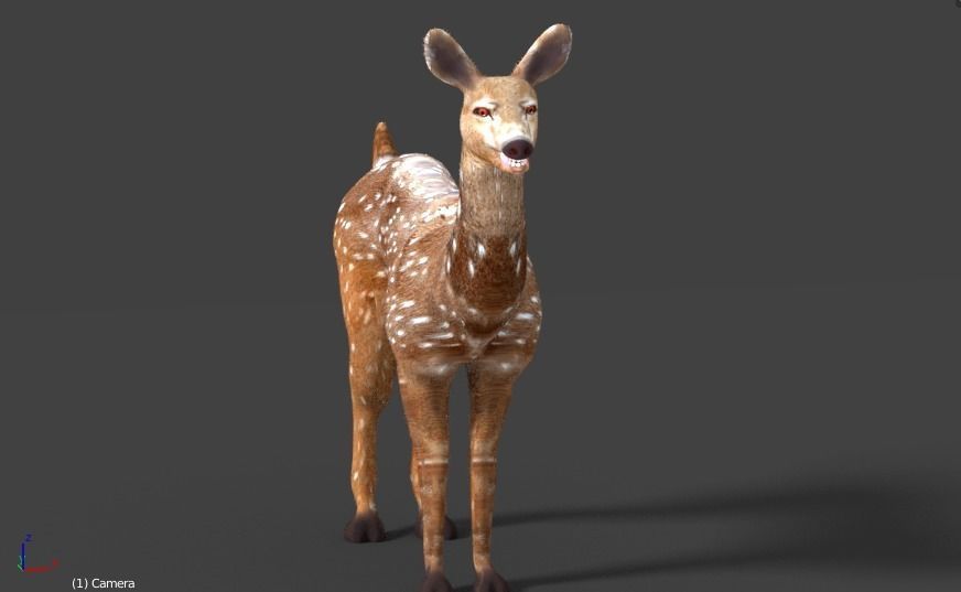 axis deer 3D model_13