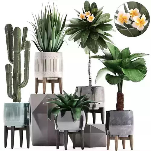 Collection of Exotic plants