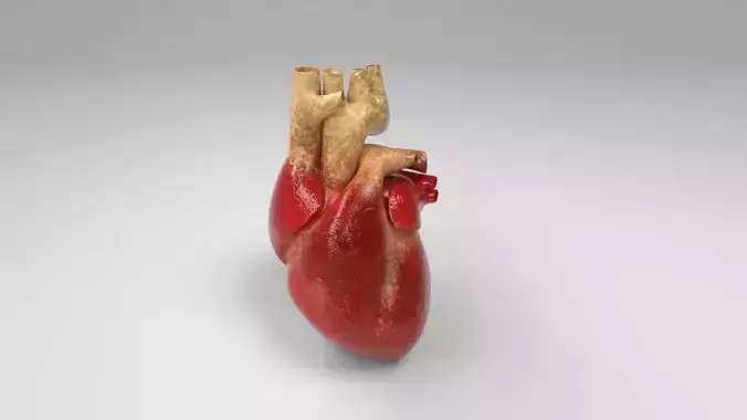 Heart human