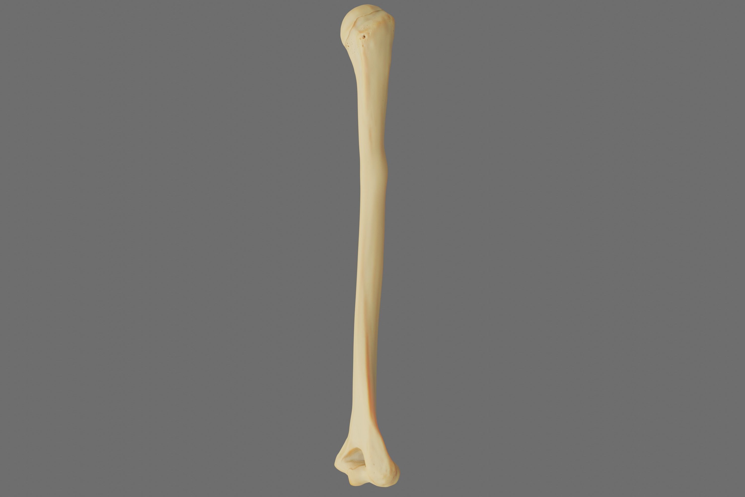 Humerus 3d Model - Anatomically Accurate Low-poly 3D model_41