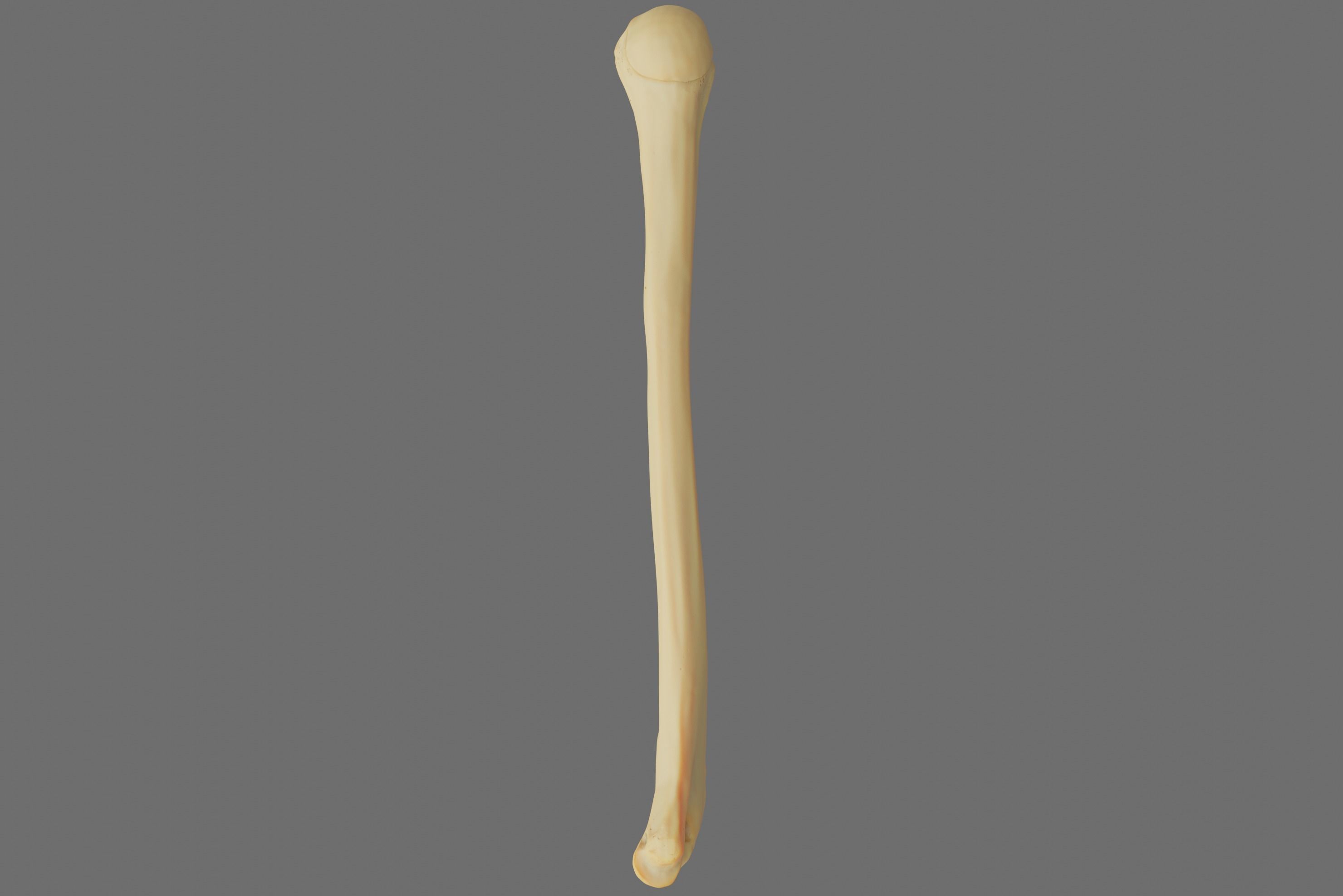 Humerus 3d Model - Anatomically Accurate Low-poly 3D model_55