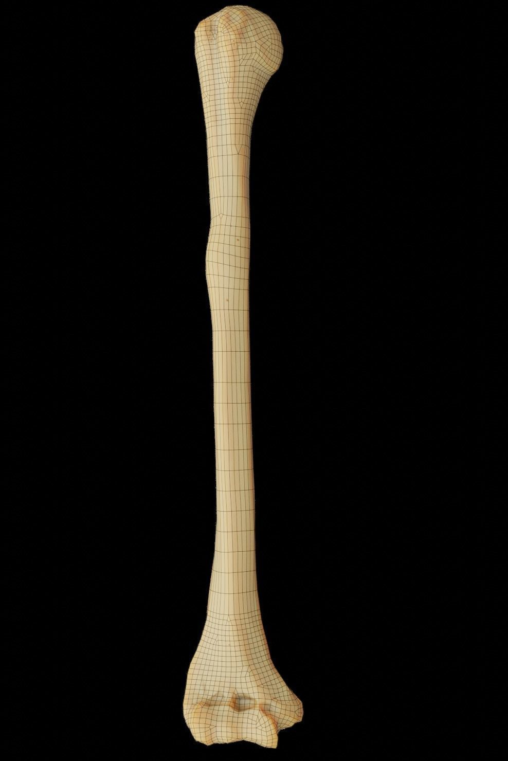 Humerus 3d Model - Anatomically Accurate Low-poly 3D model_22