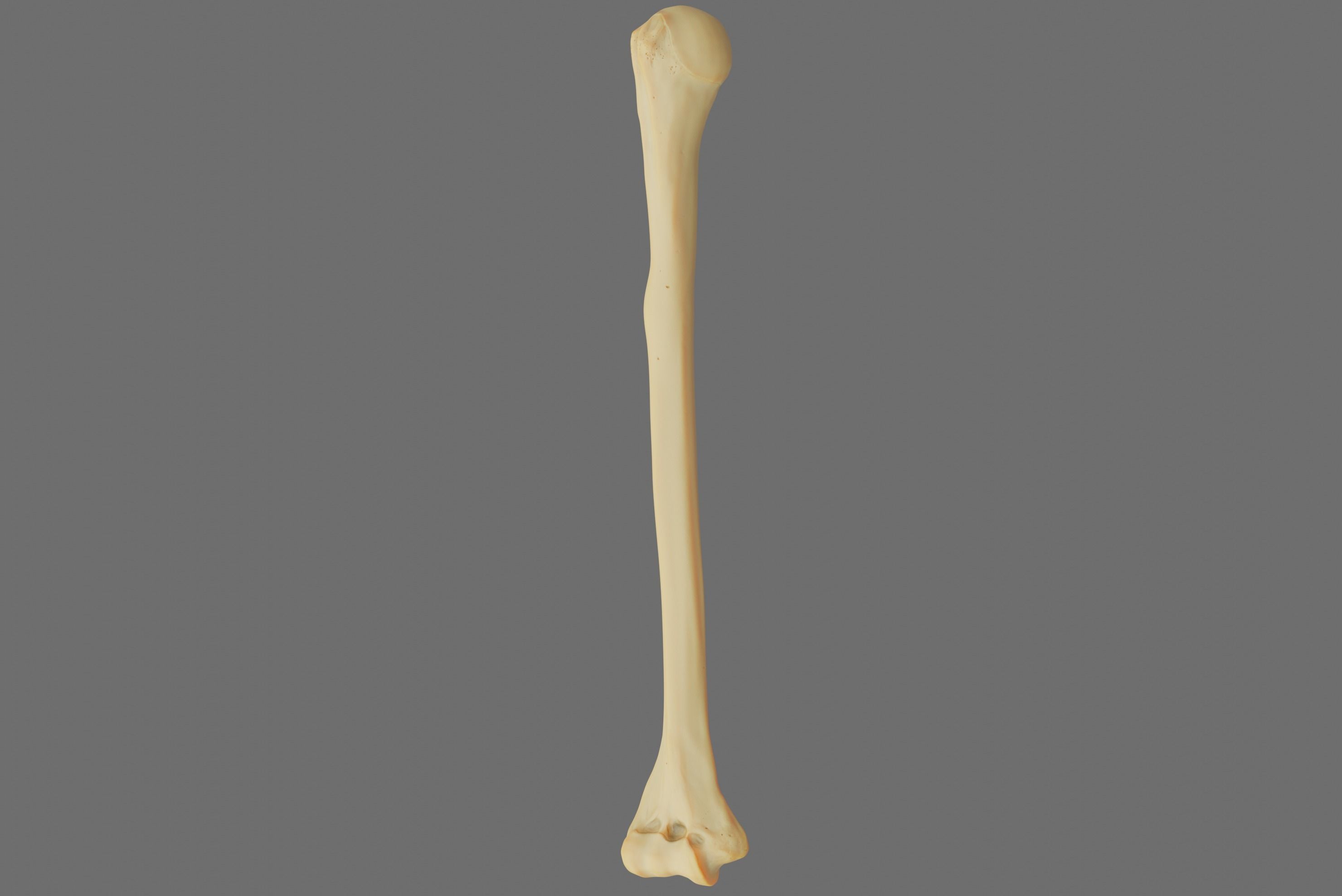 Humerus 3d Model - Anatomically Accurate Low-poly 3D model_61